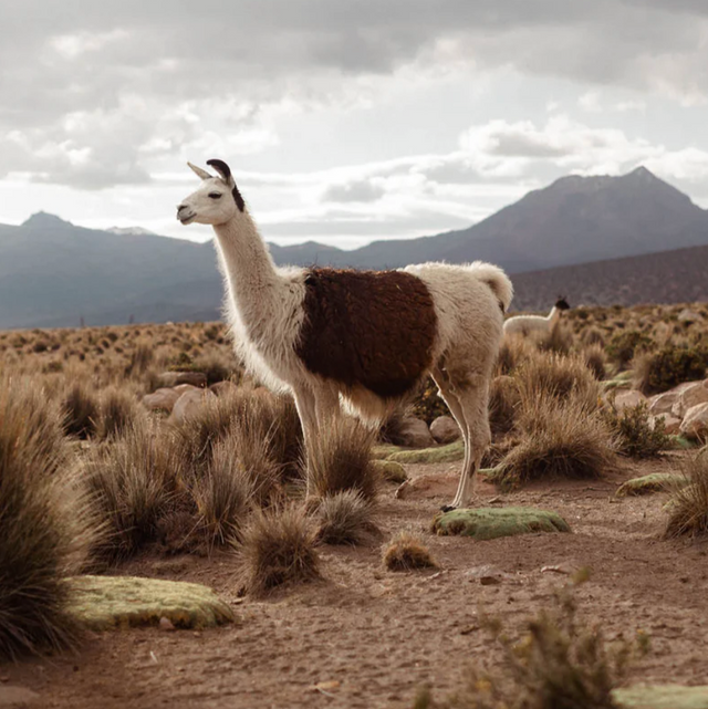 Helen Classic Bag Dark Brown